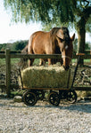 Tradewinds - Rustic Outdoor Wagon Wheel Personalisation Available & 12 Colours - Turquoise / Standard Model - Playoffside.com