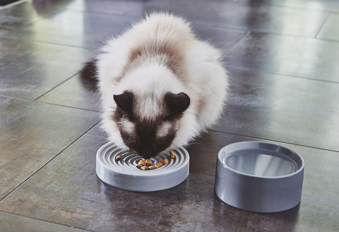 MiaCara - Fresco Cat Bowl - Luxury Cat Feeder Available in 3 colours - Berry - Playoffside.com