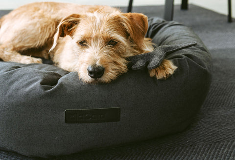 Orthopedic Dog Bed Rondo Available in 3 sizes & 2 colours - L / LightGrey - MiaCara - Playoffside.com