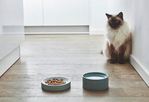 Fresco Cat Bowl - Luxury Cat Feeder Available in 3 colours - Berry - MiaCara - Playoffside.com