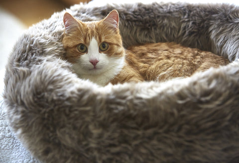 Luxury Faux Fur Cat Bed Lana Available in 3 colours - Beige - MiaCara - Playoffside.com